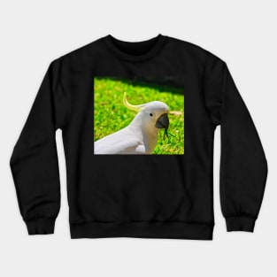 Cockatoo Looking Right at You! Crewneck Sweatshirt